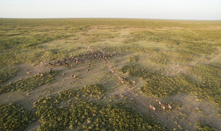 The Great Migration in Serengeti