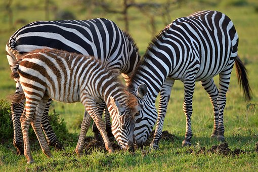 maasai-mara8